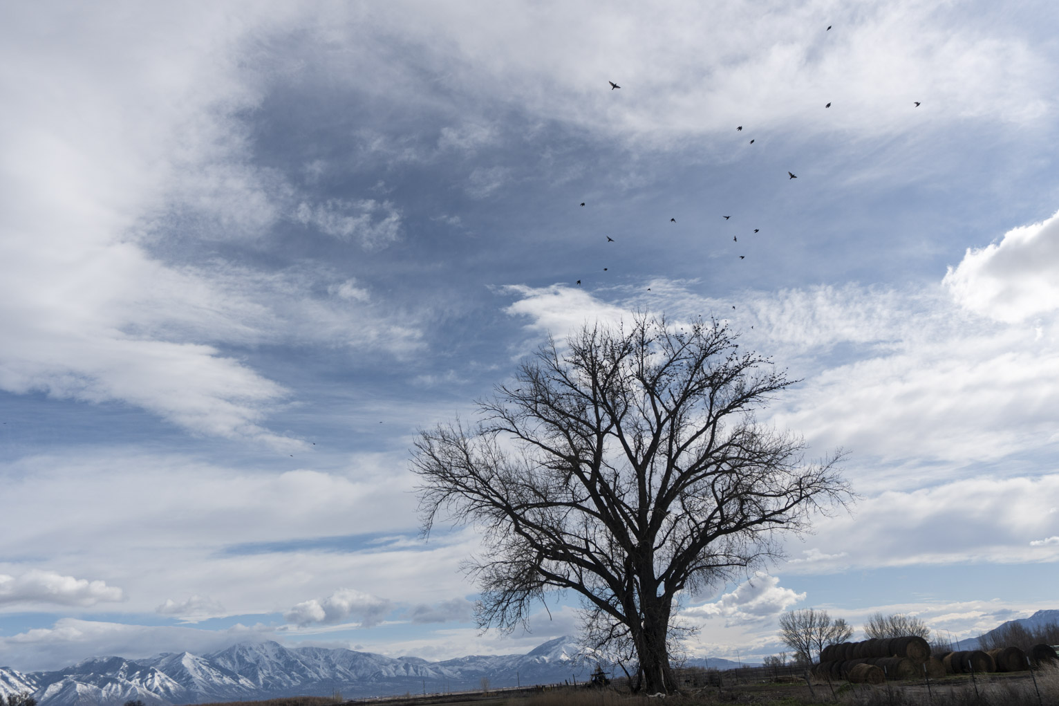 Redwing blackbirds fly up out of a large cottonwood